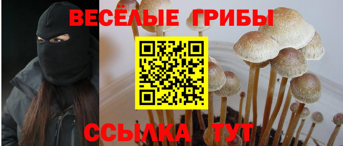 Галлюциногенные грибы Psilocybe  Вход с VPN  Заречный 